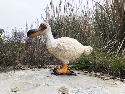 渡渡鳥